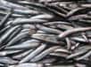 Les sardines sont de plus en plus petites. © Sara, Flickr